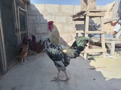 ghr ki pale howe golden misri hens for sale