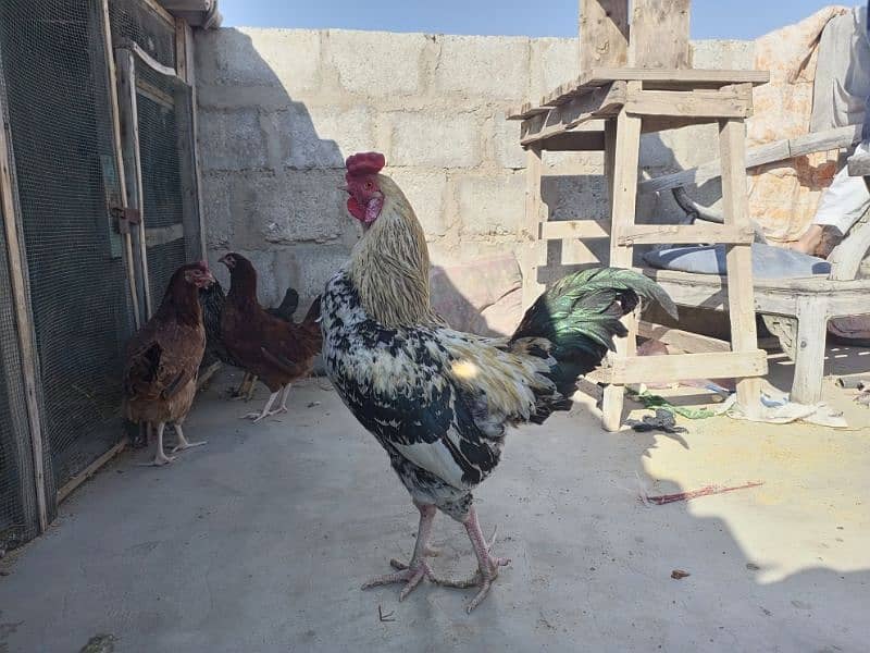 ghr ki pale howe golden misri hens for sale 0