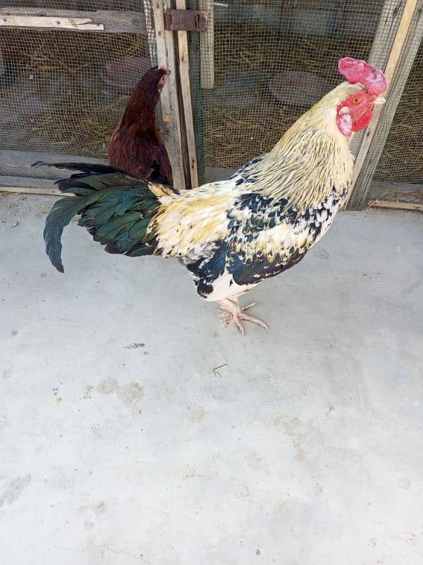 ghr ki pale howe golden misri hens for sale 1