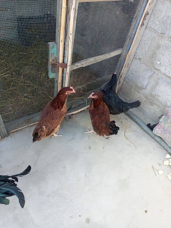 ghr ki pale howe golden misri hens for sale 2