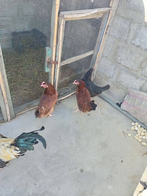 ghr ki pale howe golden misri hens for sale 3