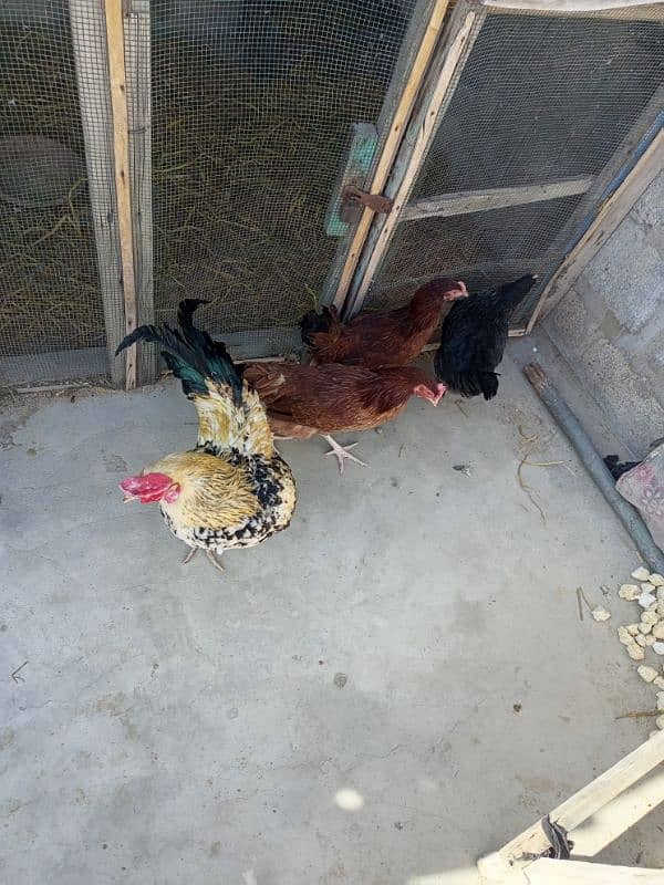 ghr ki pale howe golden misri hens for sale 4