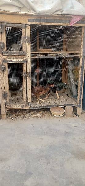 used pinjre for hen and rabbit and pigeon 0