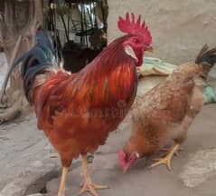 Golden Misri hens (ghr k pale)