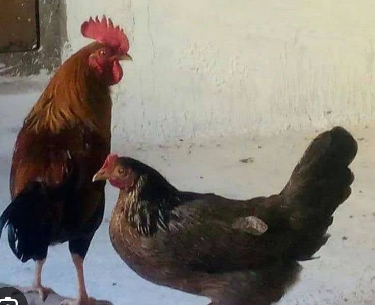 Golden Misri hens (ghr k pale) 1