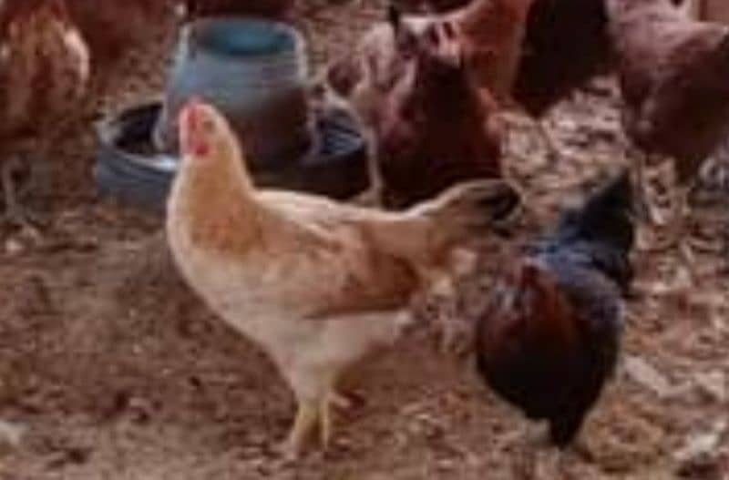 Golden Misri hens (ghr k pale) 2