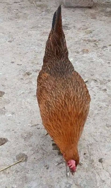 Golden Misri hens (ghr k pale) 3