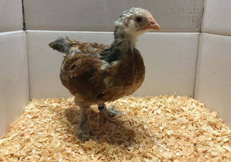 Golden Misri hens (ghr k pale) 4