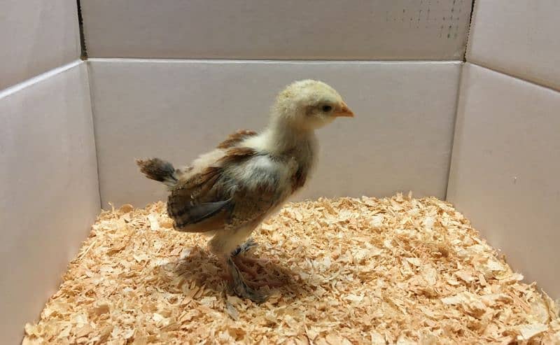 Golden Misri hens (ghr k pale) 5