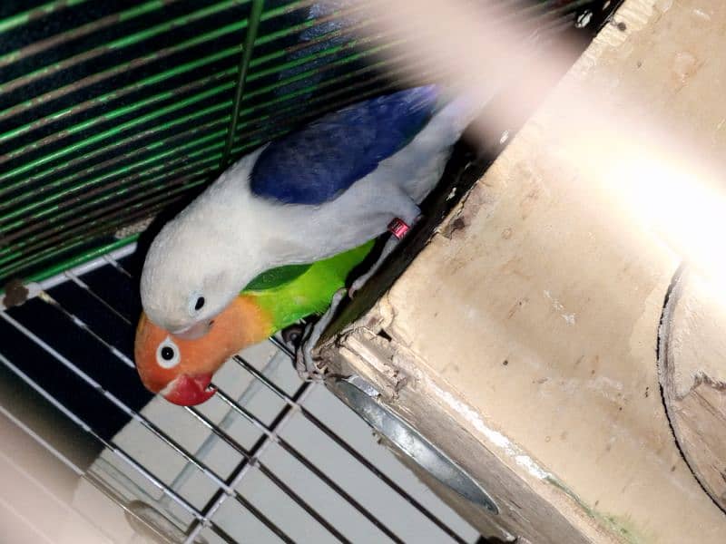 Love birds, Parrot , pastelino, albino,par blue , pale fellow,cage 0