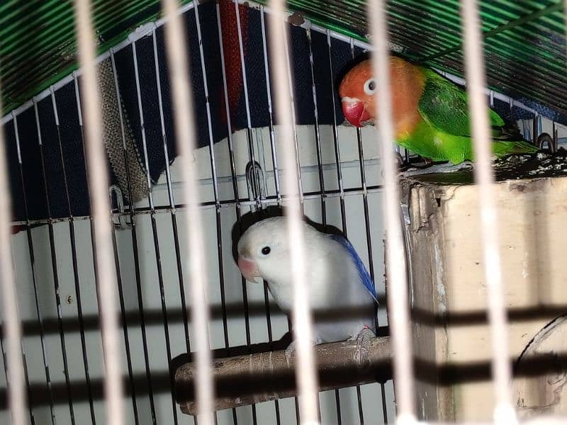 Love birds, Parrot , pastelino, albino,par blue , pale fellow,cage 1