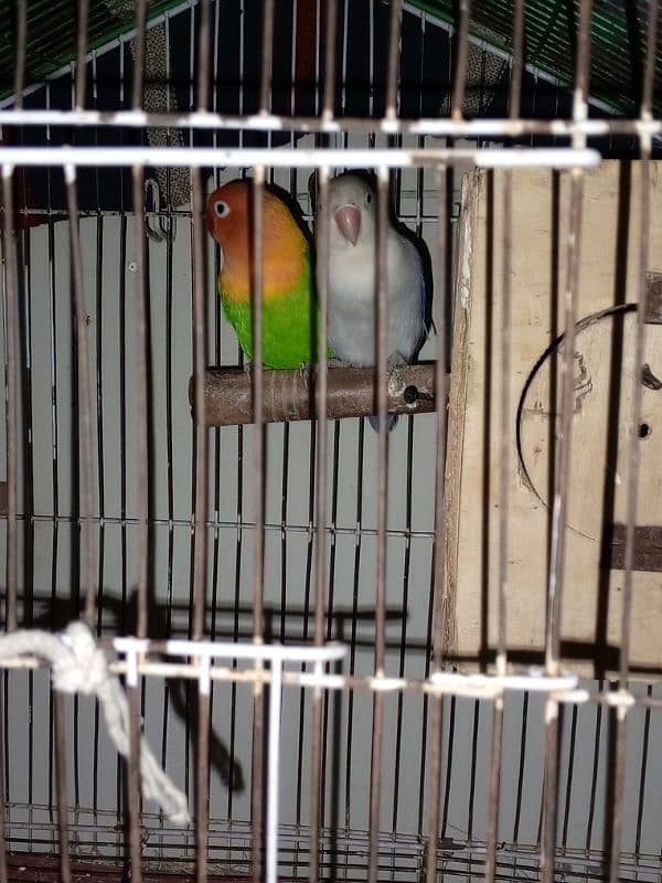 Love birds, Parrot , pastelino, albino,par blue , pale fellow,cage 7