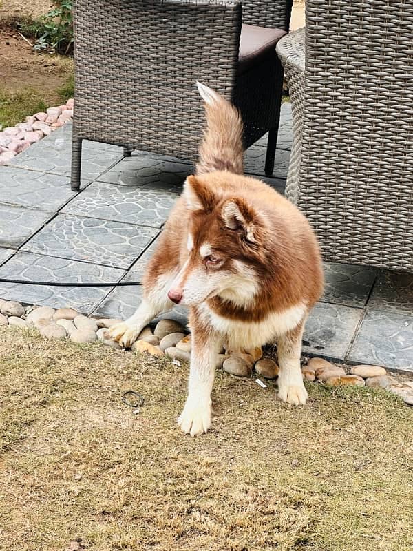 Beautiful Agouti Husky Female Puppy 1