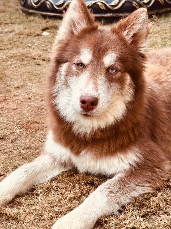 Beautiful Agouti Husky Female Puppy 2