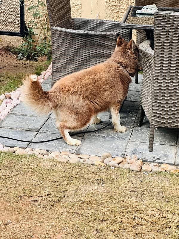 Beautiful Agouti Husky Female Puppy 3