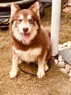 Beautiful Agouti Husky Female Puppy