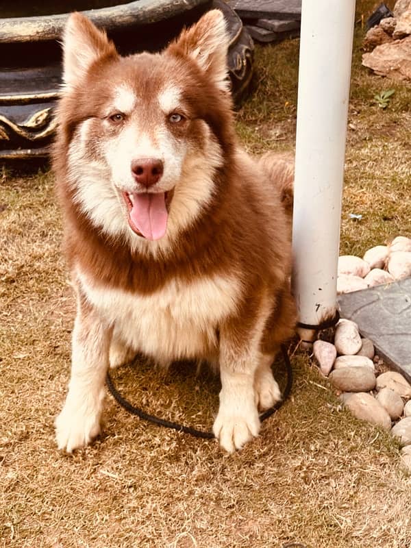 Beautiful Agouti Husky Female Puppy 0