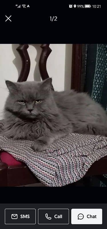 grey cat | male persian | Persian cat| tripple coat | Cat for sale 0