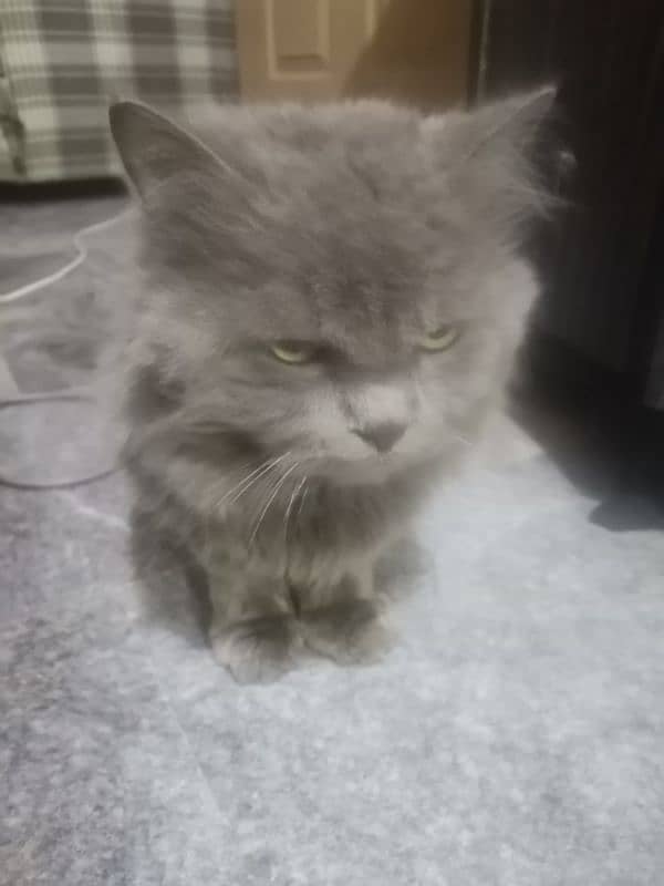 grey cat | male persian | Persian cat| tripple coat | Cat for sale 1