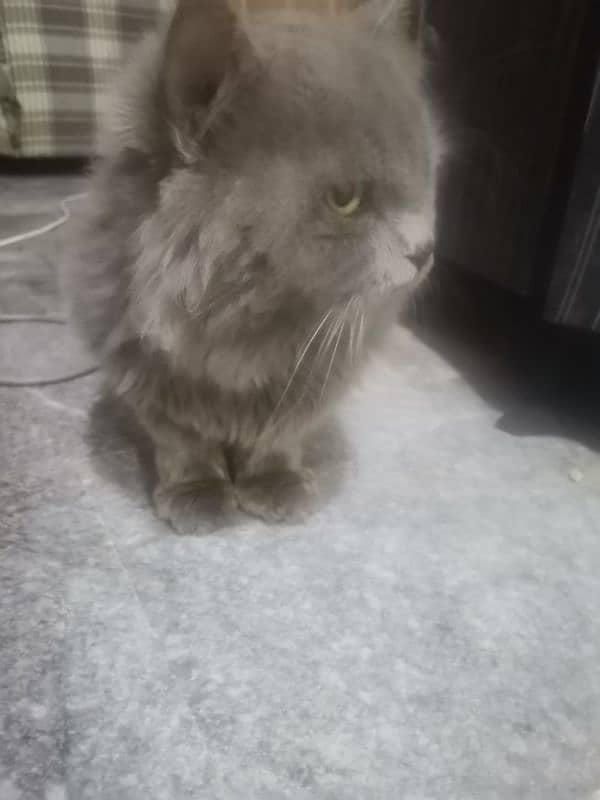 grey cat | male persian | Persian cat| tripple coat | Cat for sale 2