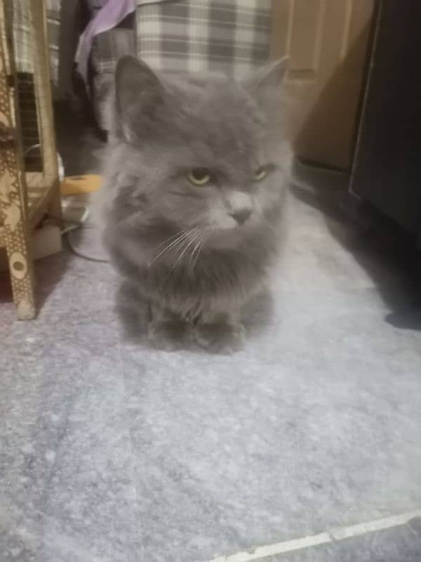 grey cat | male persian | Persian cat| tripple coat | Cat for sale 3