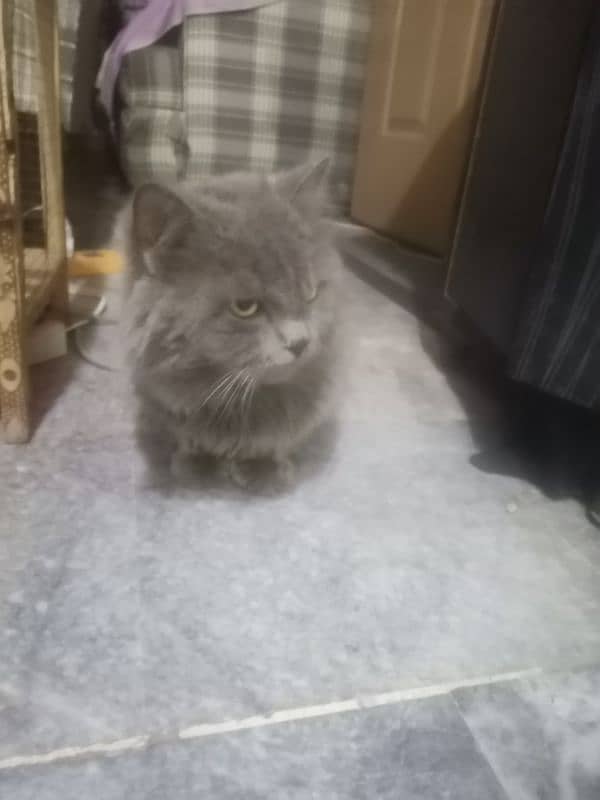 grey cat | male persian | Persian cat| tripple coat | Cat for sale 4