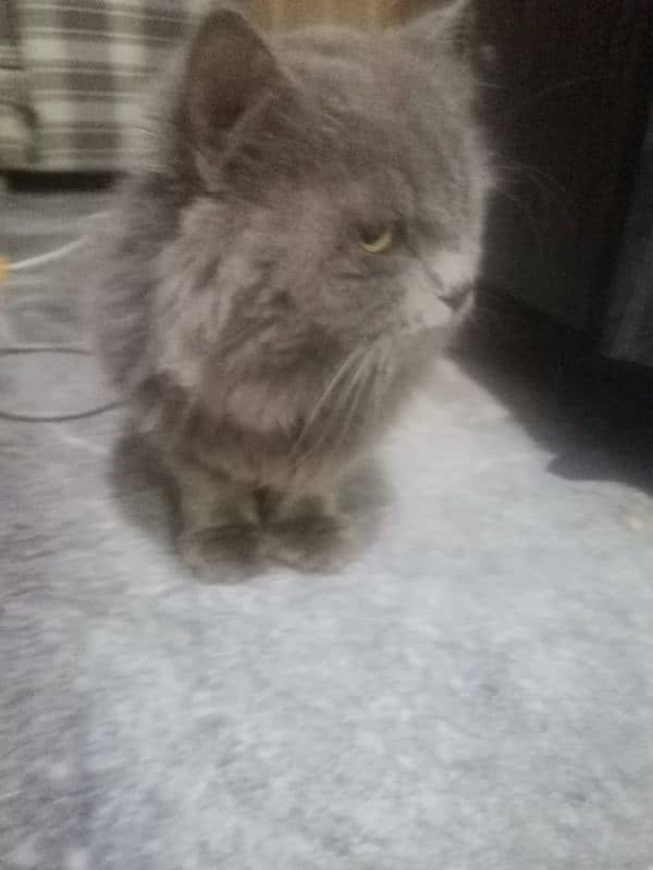 grey cat | male persian | Persian cat| tripple coat | Cat for sale 5