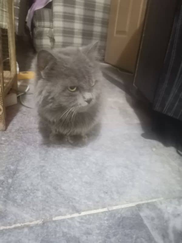 grey cat | male persian | Persian cat| tripple coat | Cat for sale 6