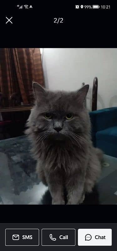 grey cat | male persian | Persian cat| tripple coat | Cat for sale 7