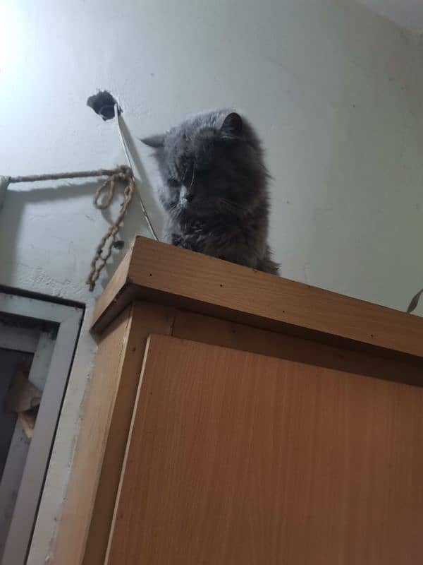 grey cat | male persian | Persian cat| tripple coat | Cat for sale 8