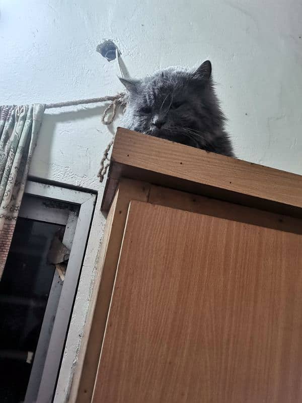 grey cat | male persian | Persian cat| tripple coat | Cat for sale 9