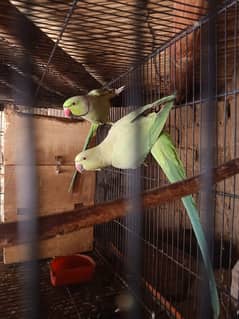 Green parrot