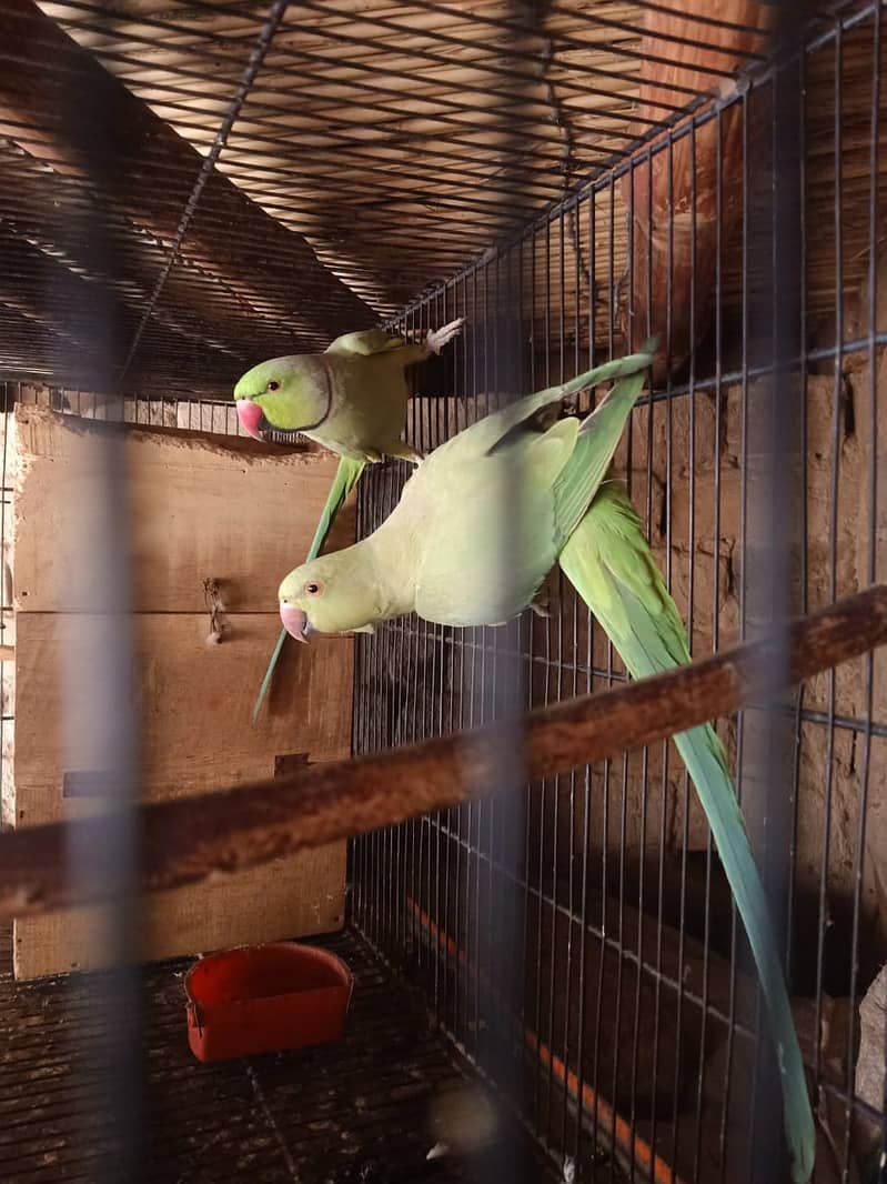 Green parrot 0