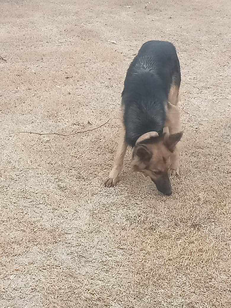 Belgian Shepherd female dog available for sale 1