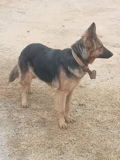 Belgian Shepherd female dog available for sale