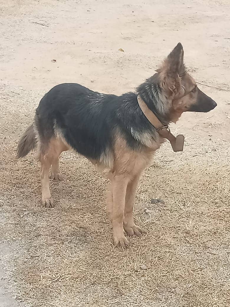 Belgian Shepherd female dog available for sale 0