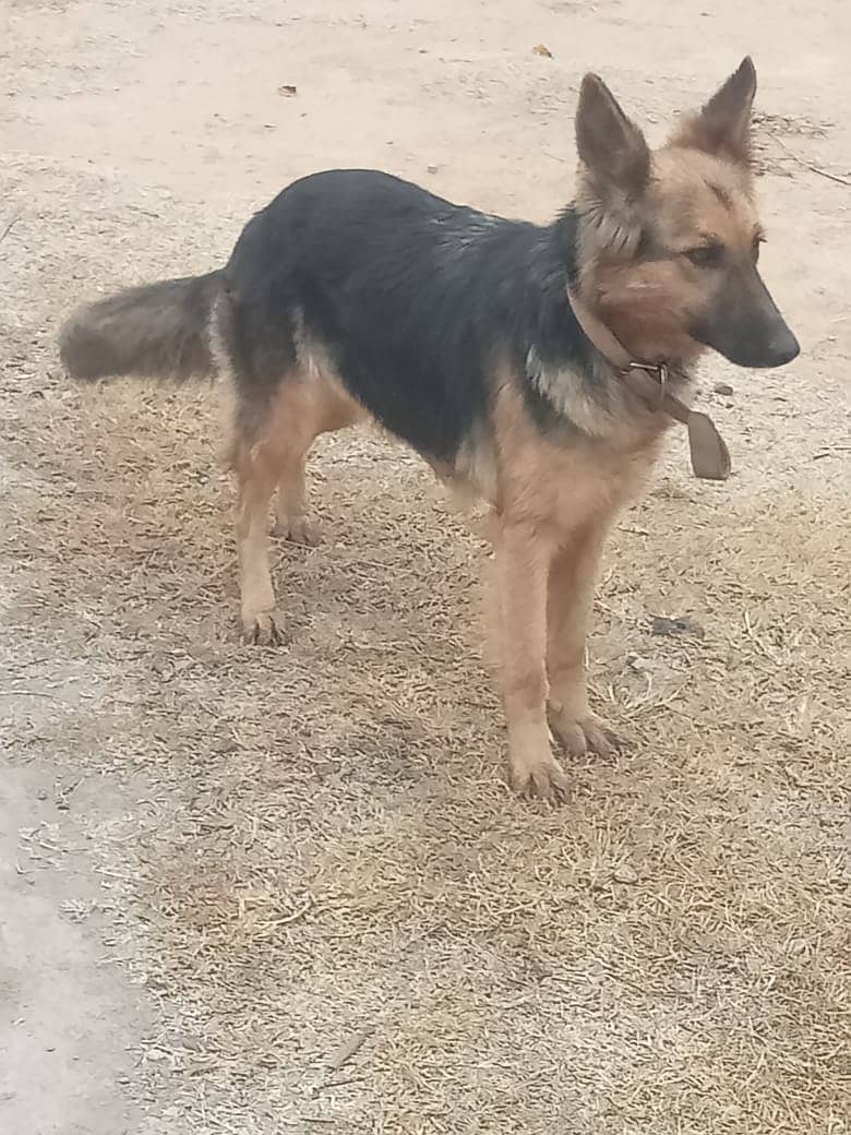 Belgian Shepherd female dog available for sale 2