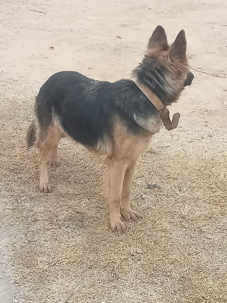 Belgian Shepherd female dog available for sale 3