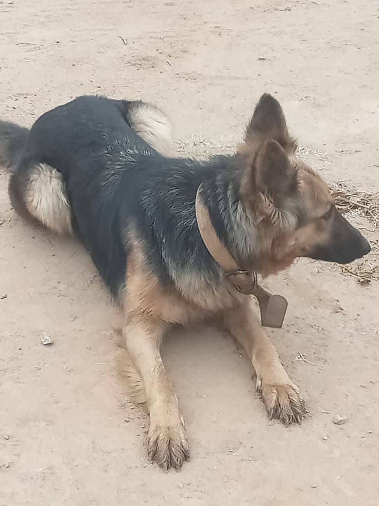 Belgian Shepherd female dog available for sale 6