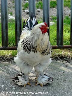 Columbian Brahma Chicks 2 months age