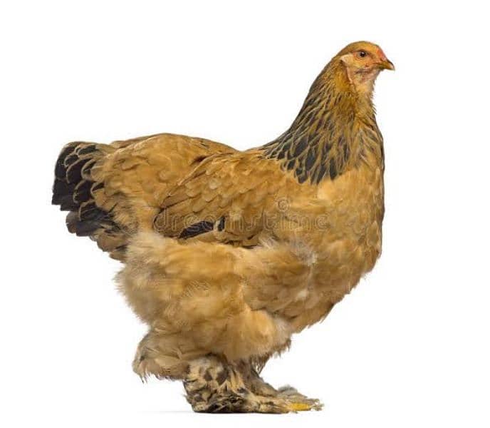 Columbian Brahma Chicks 1