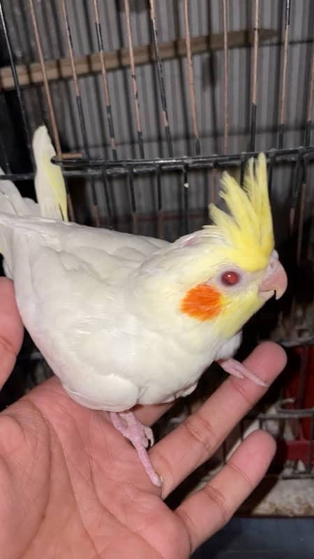 Handtamed Cockatiel Chicks Available. 0