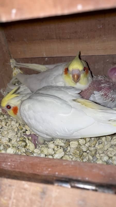 Handtamed Cockatiel Chicks Available. 1