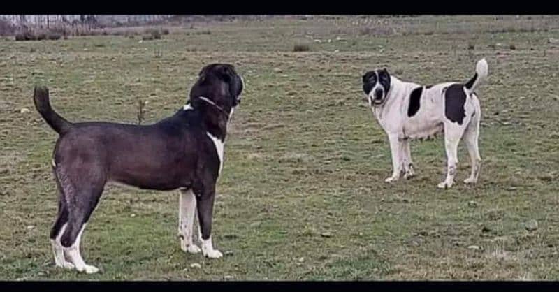 alabai dog | King Alabai pair | security dog for sale | alabai Breed 2