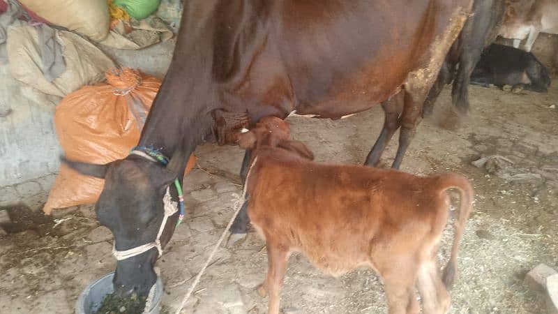 Desi Cow with Baby 0