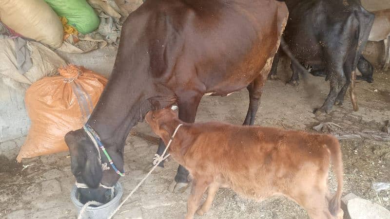 Desi Cow with Baby 1