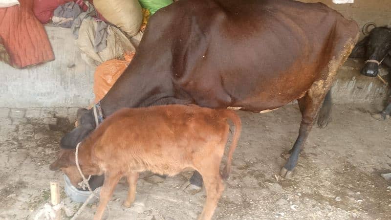 Desi Cow with Baby 2