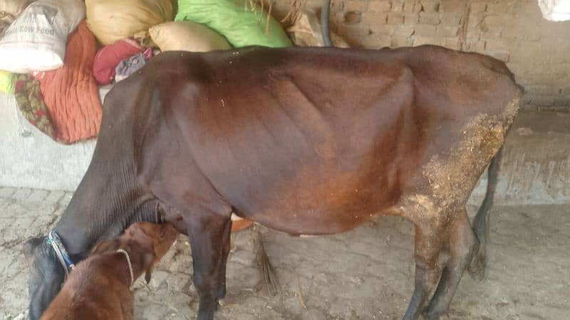 Desi Cow with Baby 3