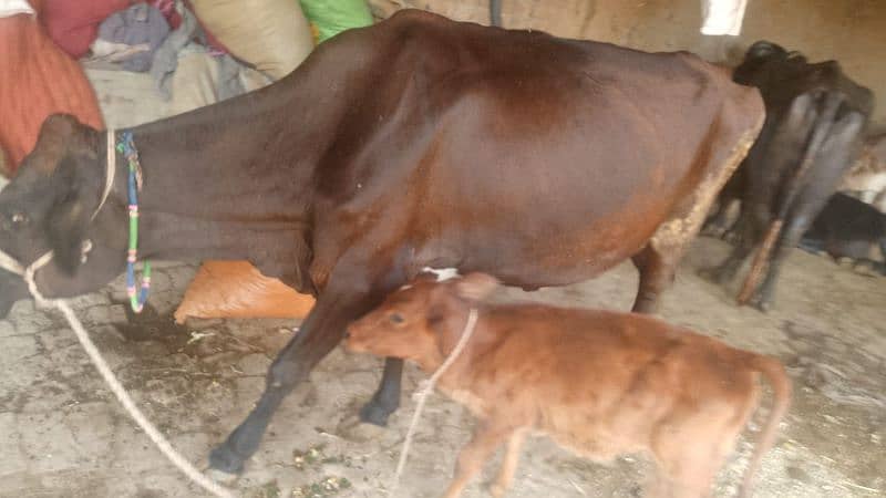 Desi Cow with Baby 4