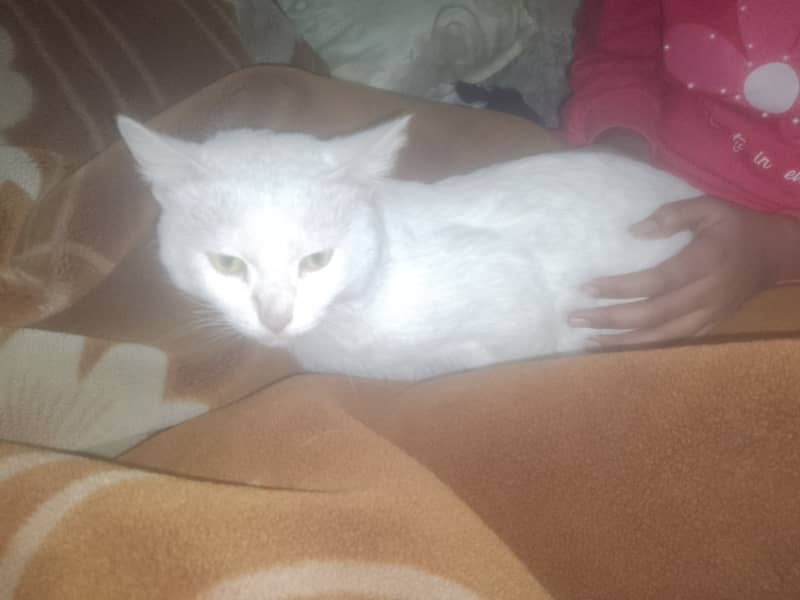 Turkeish Angora Male Cat 2